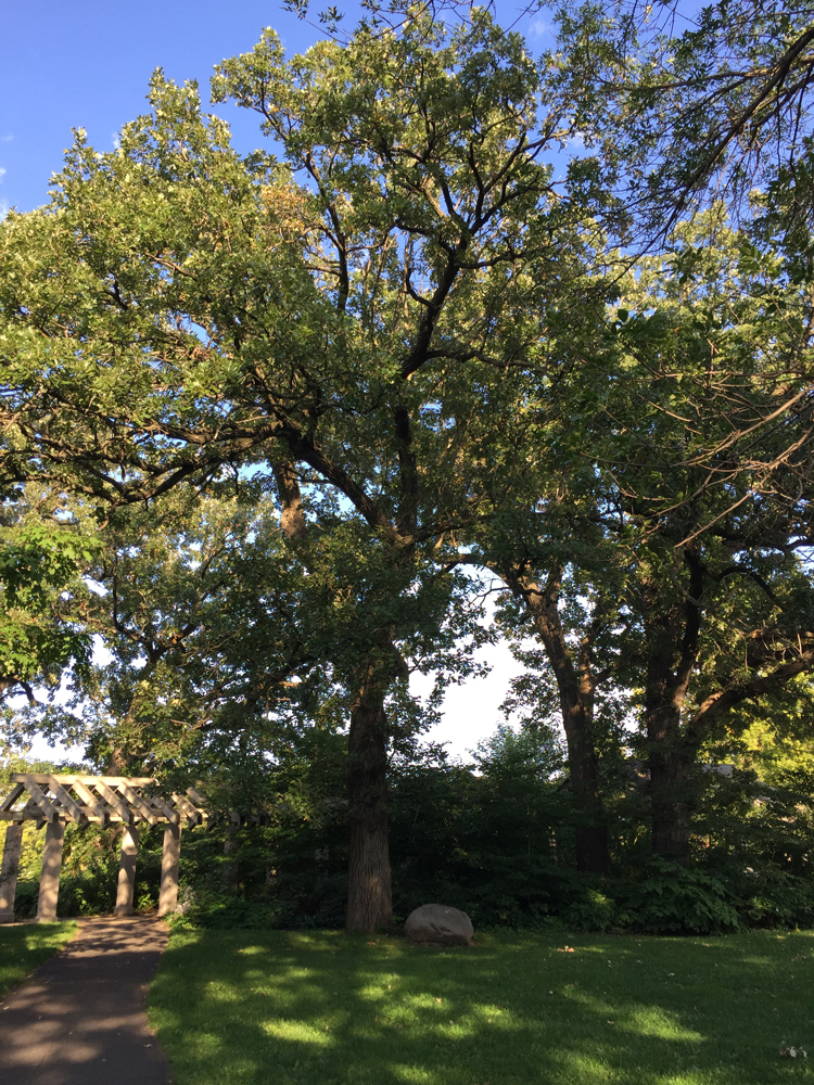 The Washington Bicentennial Tree is located near the north end of the pergola on the south bank of the creek.